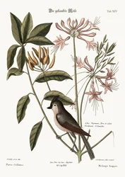 Die Haubenmeise, 1749-73